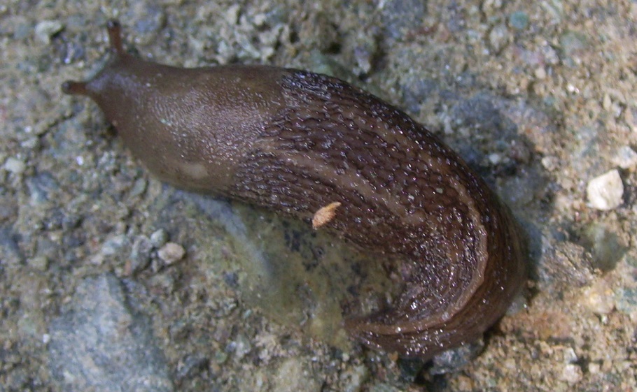 Limax dacampi (?) da Sassello - parco del Beigua (SV)